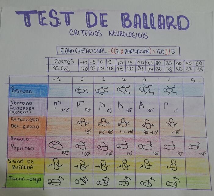 test de ballard y capurro | Pineda | uDocz