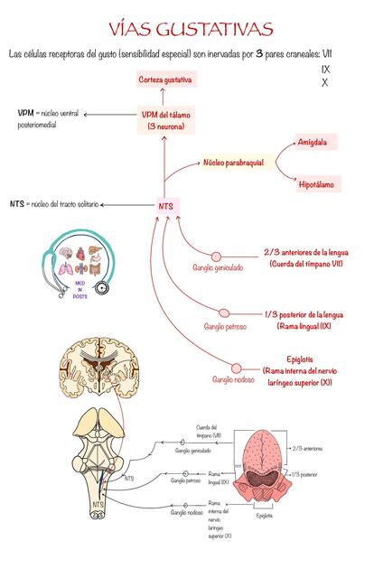 Vías Gustativas