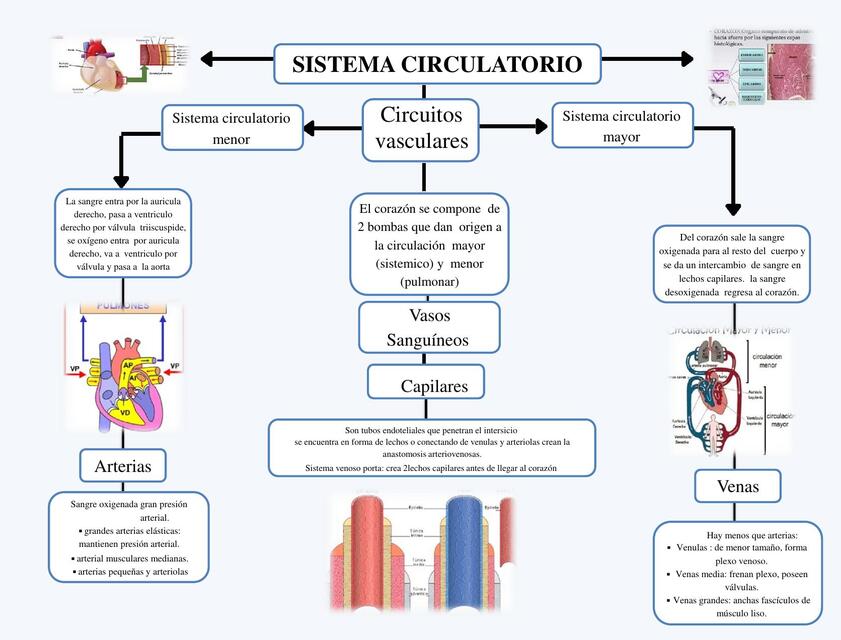 Mapa conceptual del Sistema Circulatorio - 1514990