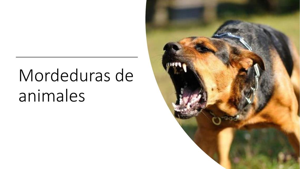 Mordeduras animales