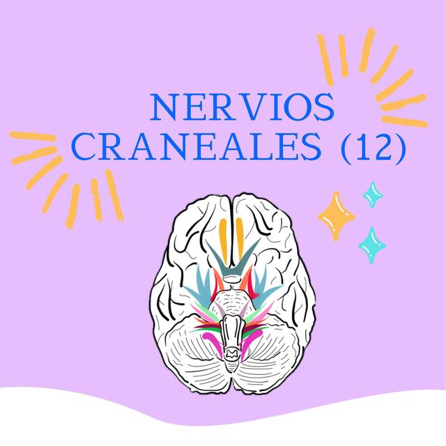 NERVIOS CRANEALES