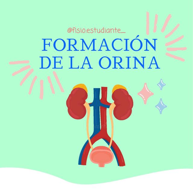 FORMACIÓN DE LA ORINA