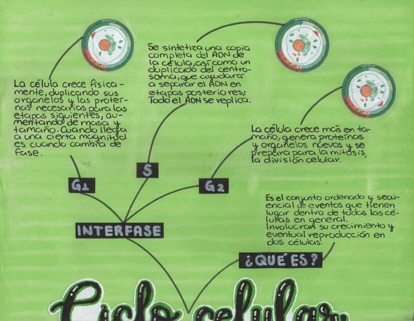 Ciclo celular Mapa mental | Kenia Pérez Ruiz | uDocz