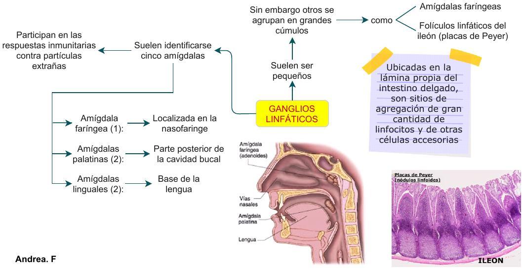 Ganglios Folículos Linfáticos