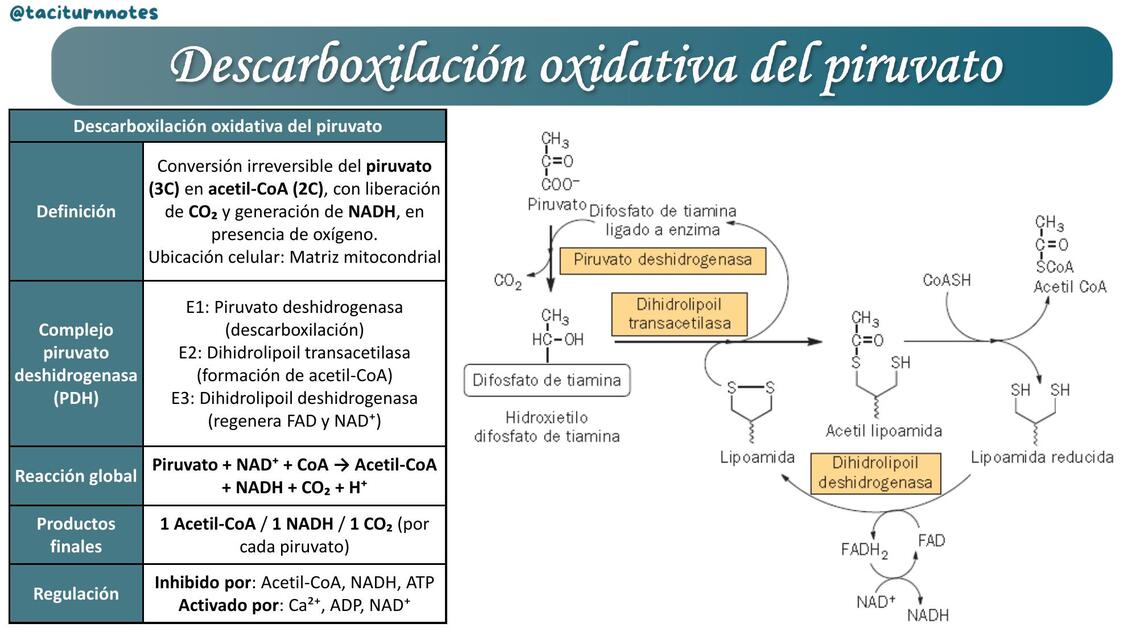 Descarboxilación oxidativa del piruvato | Taciturn Notes | uDocz