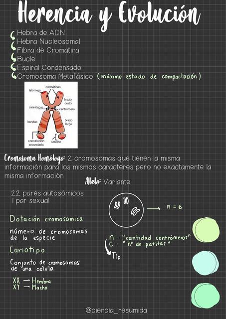 Herencia y Evolución