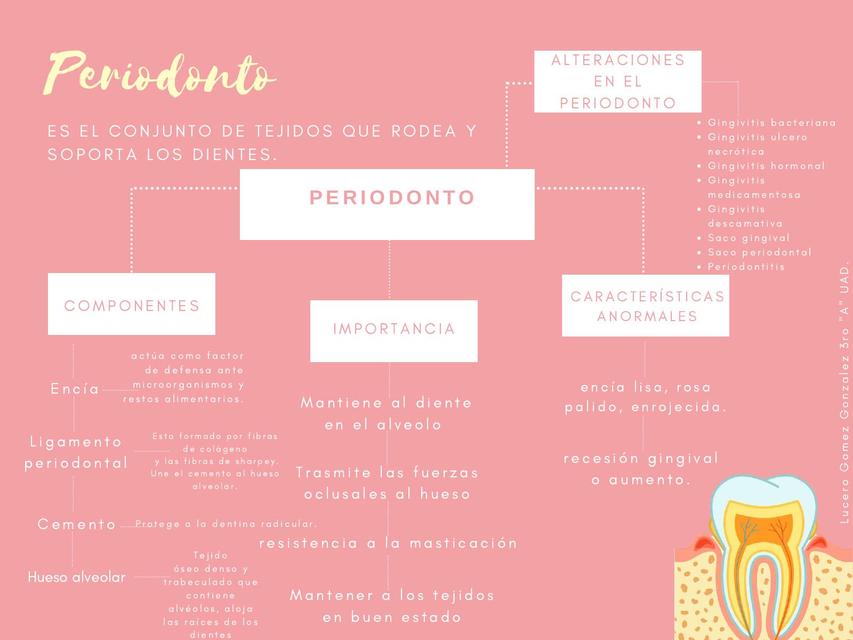 Mapa Conceptual de Periodonto