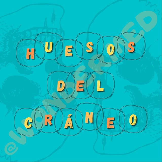 Huesos del Cráneo