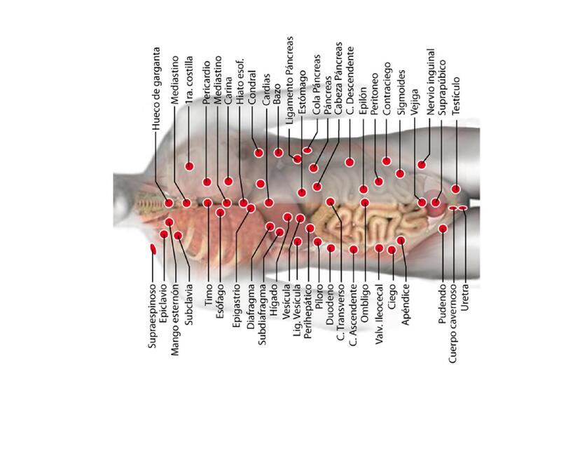 todos los puntos de rastreo para biomagnetismo | Elen | uDocz