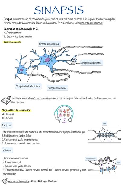 Sinapsis