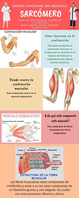 Infografía Sarcómero