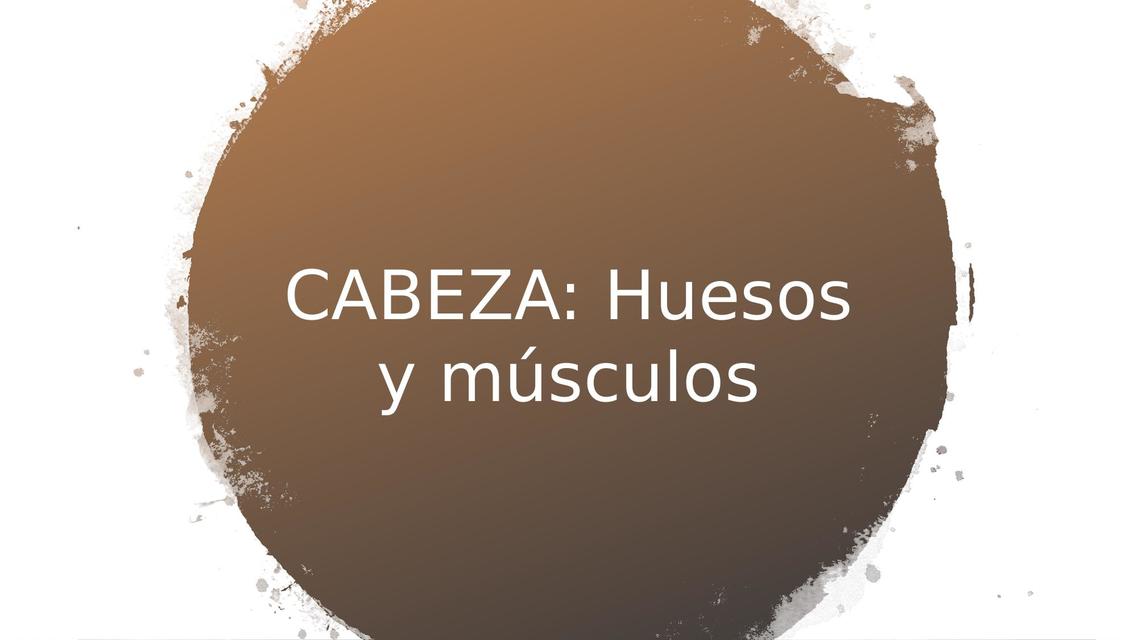 Cabeza Huesos y Músculos