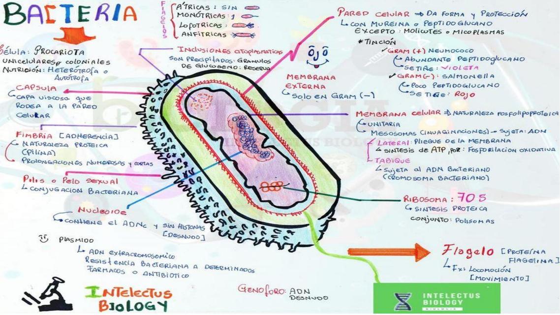 BACTERIA