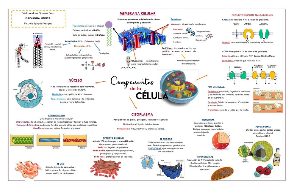 Mapa mental Sistema Digestivo | uDocz