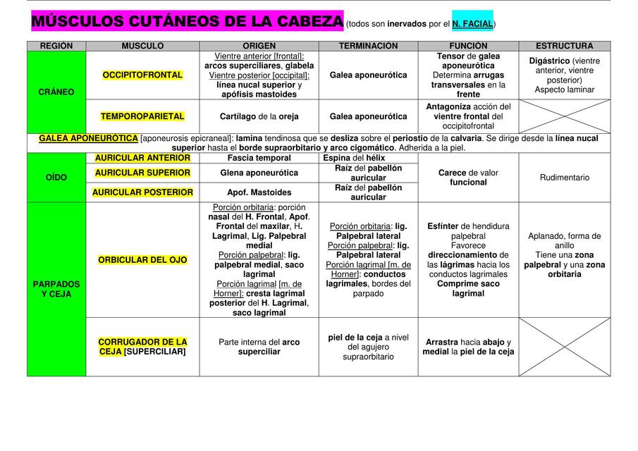 Músculos Cutáneos de la Cabeza