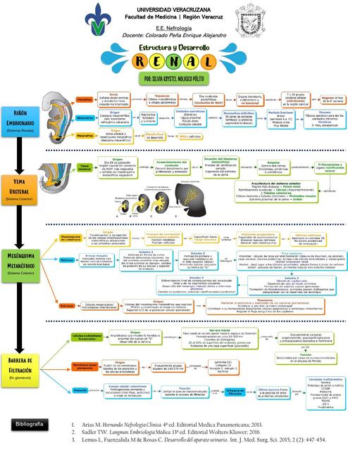 Estructura y Desarrollo Renal