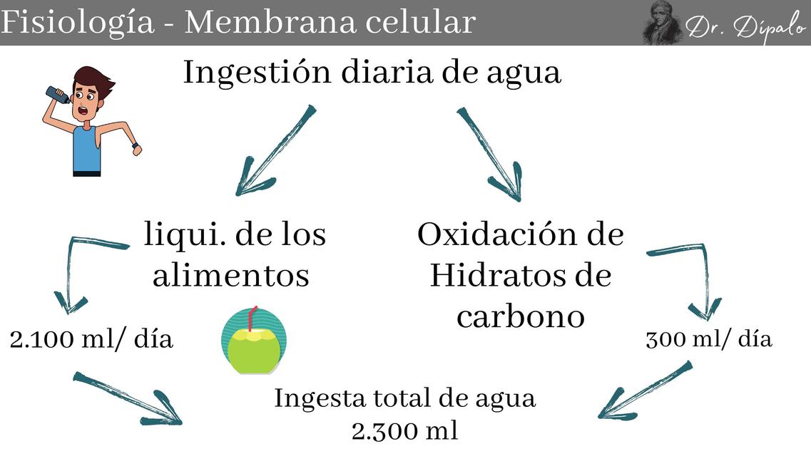 Fisiologia Membrana Celular Apuntes De Medicina Resumenes De Medicina Udocz