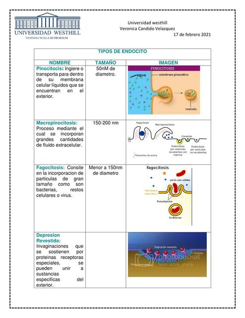 Tipos de Endocito