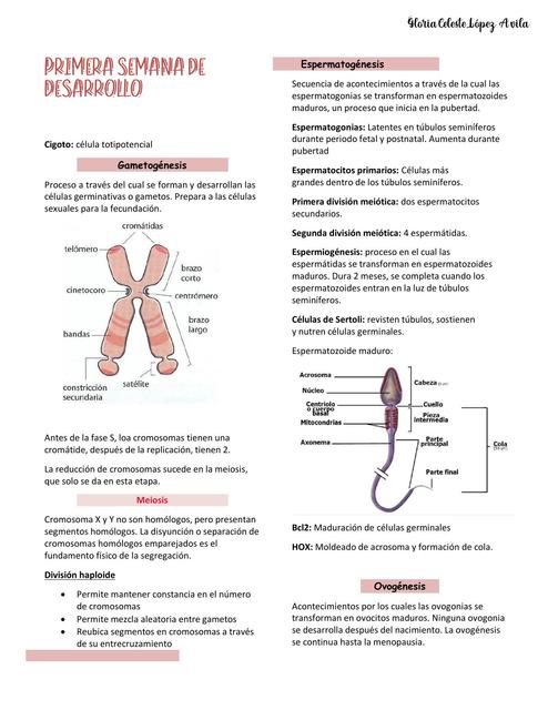 Embarazo: primera semana