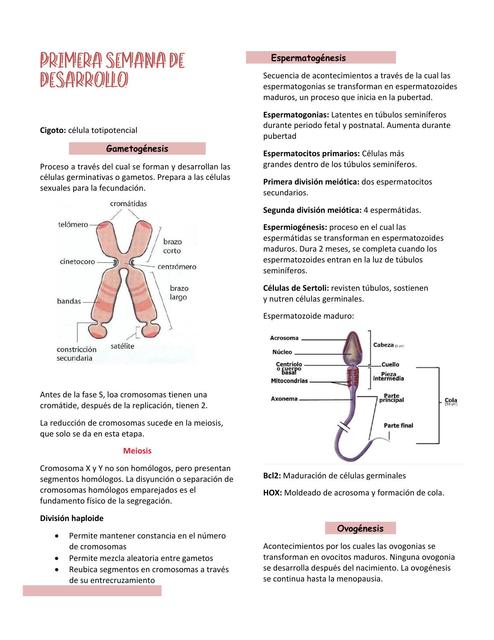 Semana 1 a 8 embrionaria