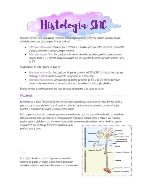 Histología Sistema Nervioso