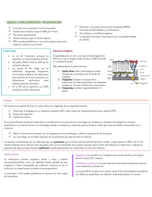 Mycobacterium Tuberculosis Leprae