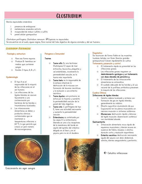 Clostridium