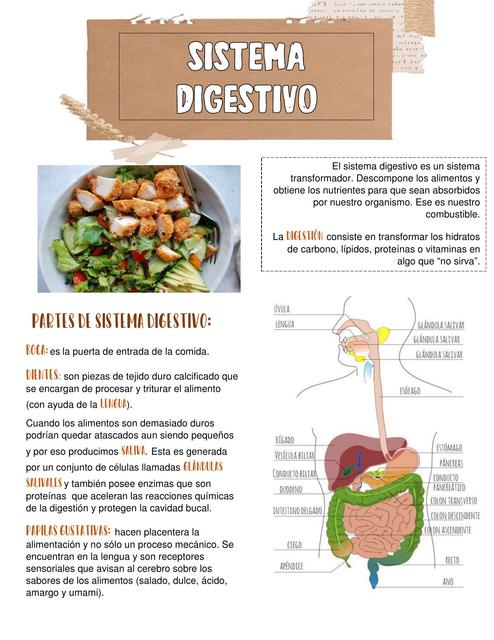 Resumen del Sistema Digestivo