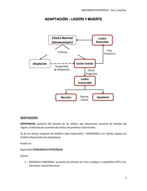 Adaptación Lesión y Muerte