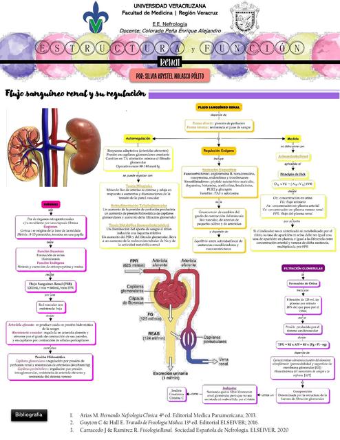 Estructura y Función Renal