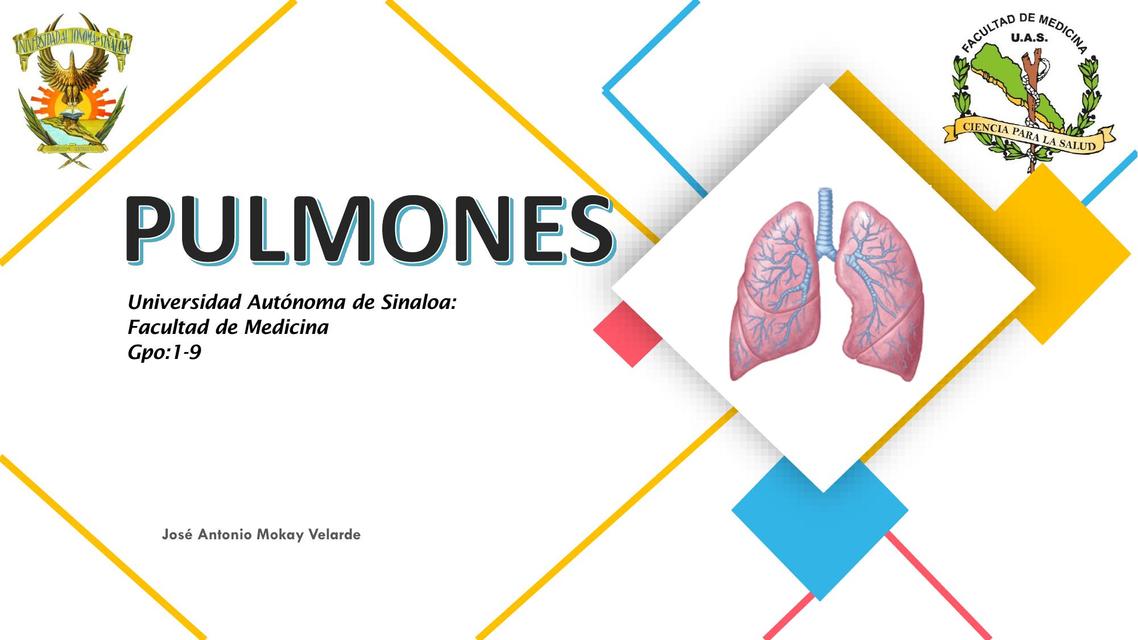 Anatomía Pulmonar