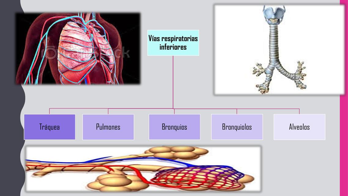 Histología vías respiratorias inferiores