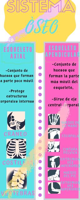 Infografía generalidades de la anatoma