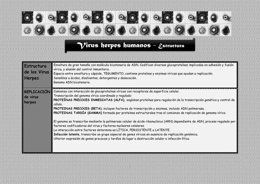 Estructura de los Virus Herpes