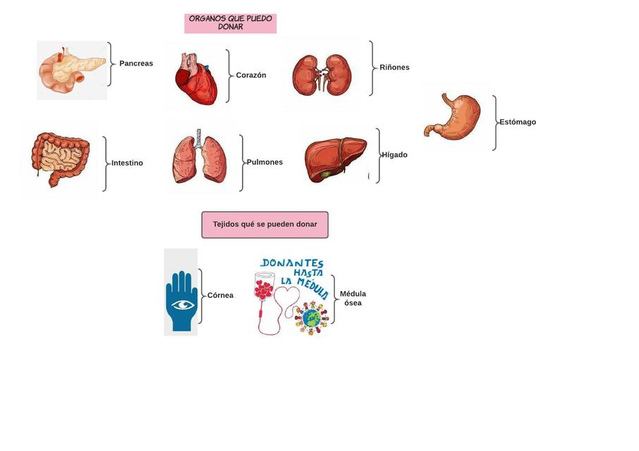 Órganos que podemos donar