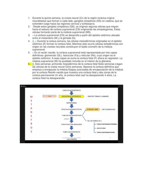 Embriología de la quinta semana