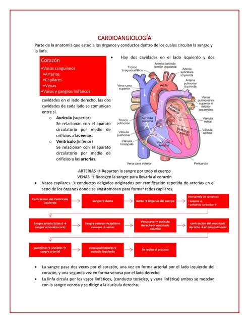 Cardioangiología y Corazón