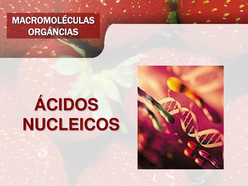 ÁCIDOs Nucleicos