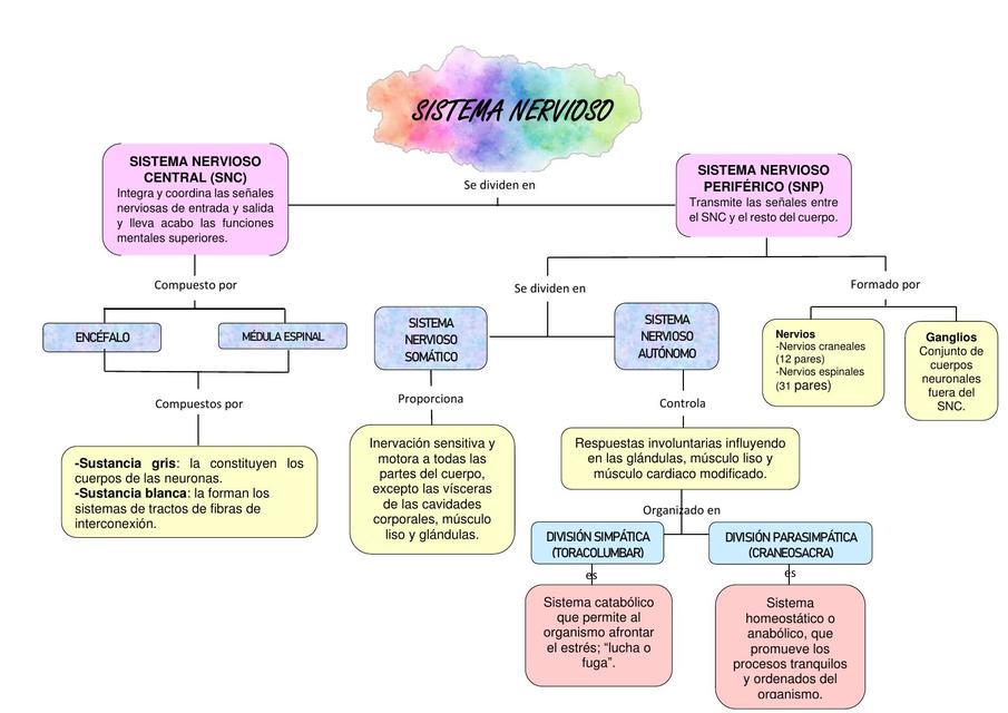 Sistema Nervioso
