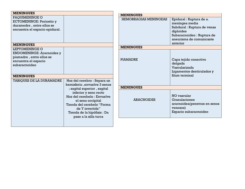 FLASHCARDS NEUROANATOMIA