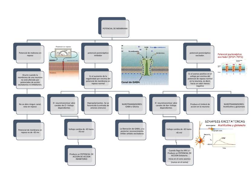 Potenciales de mebrana