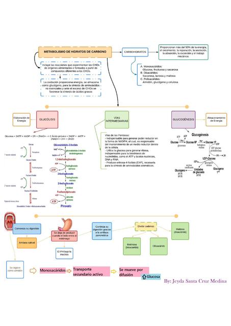 Metabolismo Carbohidratos