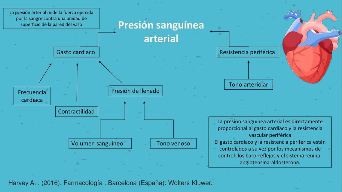 Presion Arterial Salud Apuntes De Medicina Udocz 1214