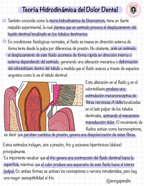 Teoría Hidrodinámica Del Dolor Dental