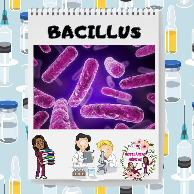 Bacillus | Anatomia.19 | uDocz