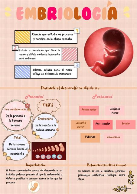 Embriologia resumen