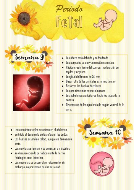 Periodo fetal resumen