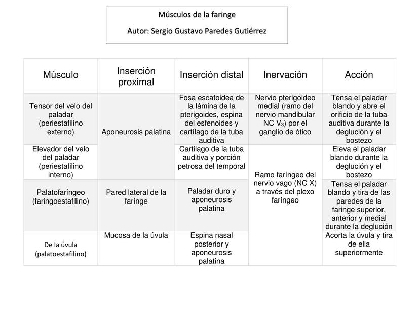 Músculos de la faringe