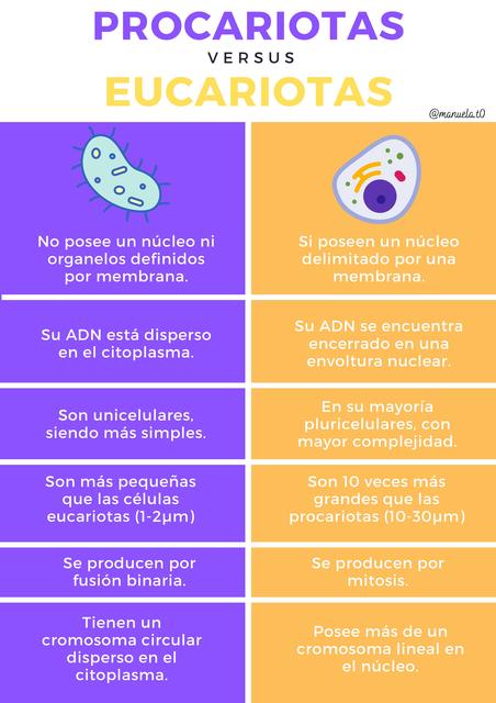 Comparativo Eucariotas Vs Procariotas Biologia Celulas Udocz