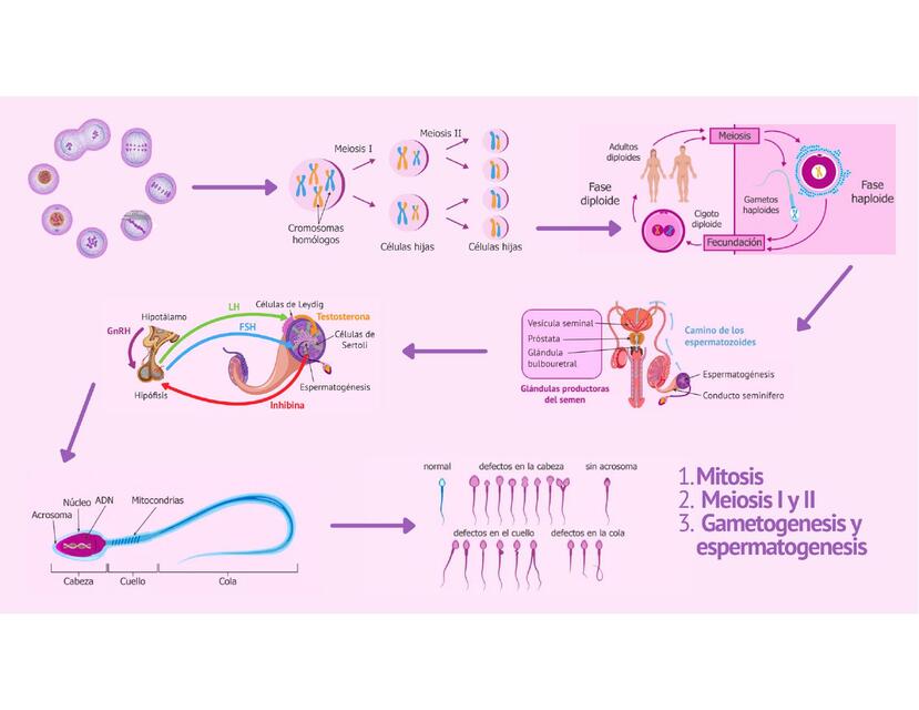 Mitosis Meiosis I y II Gametogenesis y espermatogenesis